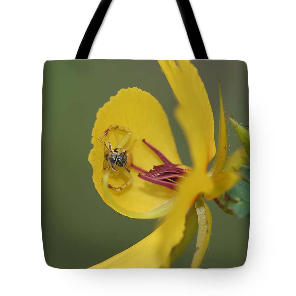 Partridge Pea Tote Bag featuring the photograph Partridge Pea And Matching Crab Spider With Prey by Daniel Reed