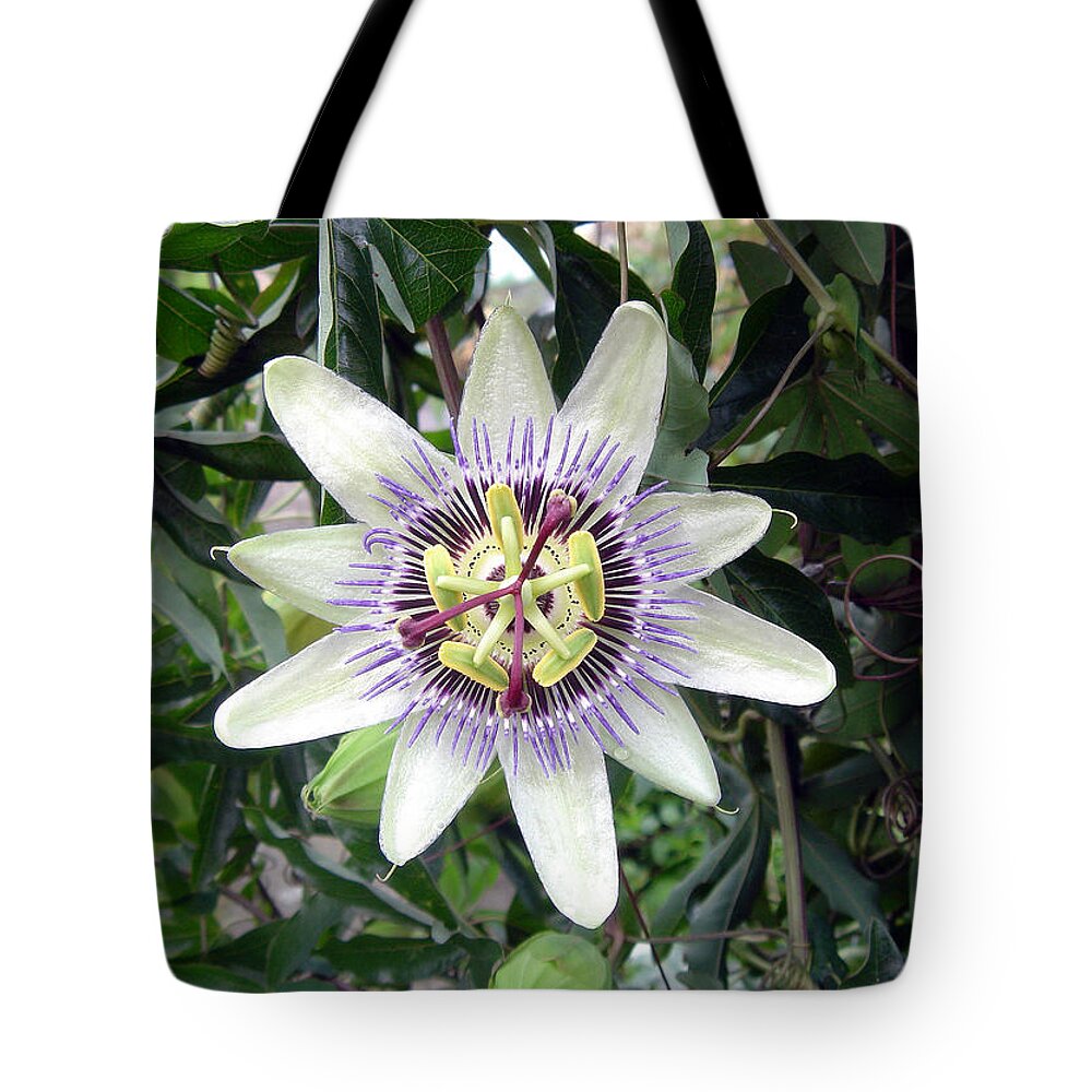 Plant Tote Bag featuring the photograph Passion Flower by Rod Johnson