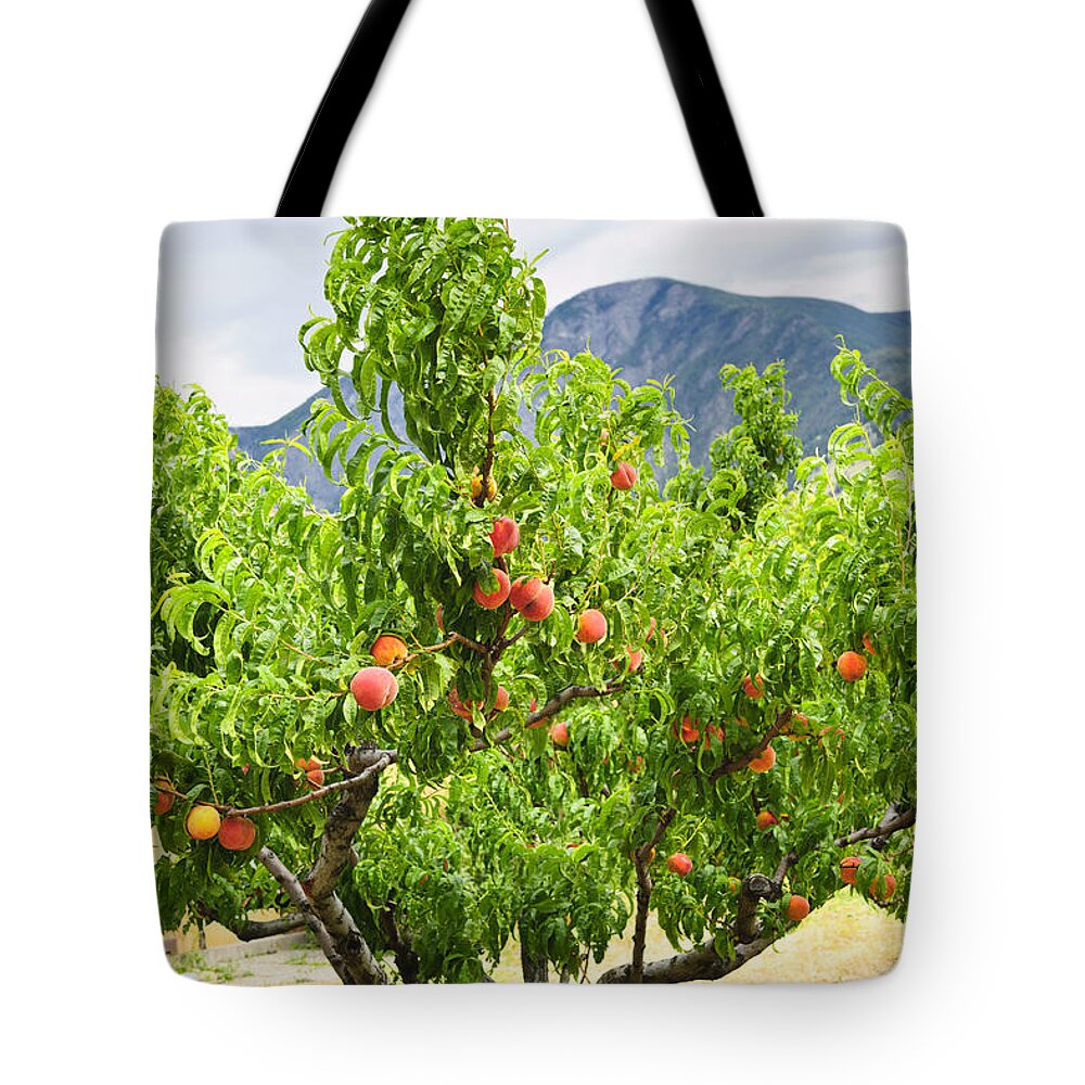 Peaches Tote Bag featuring the photograph Peaches on peach tree by Elena Elisseeva