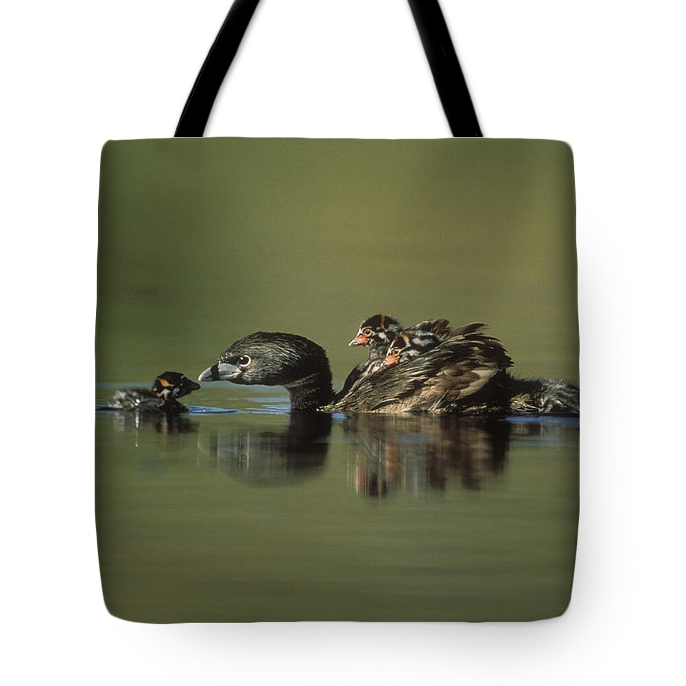 00171945 Tote Bag featuring the photograph Pied Billed Grebe Parent With Two by Tim Fitzharris