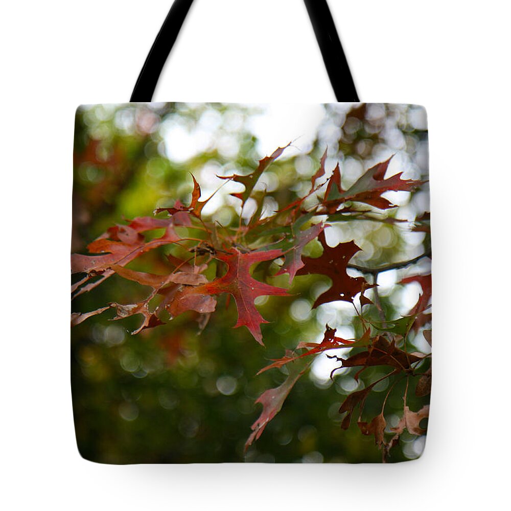 Pin Oak Tote Bag featuring the photograph Pin Oak in Autumn by Denise Beverly