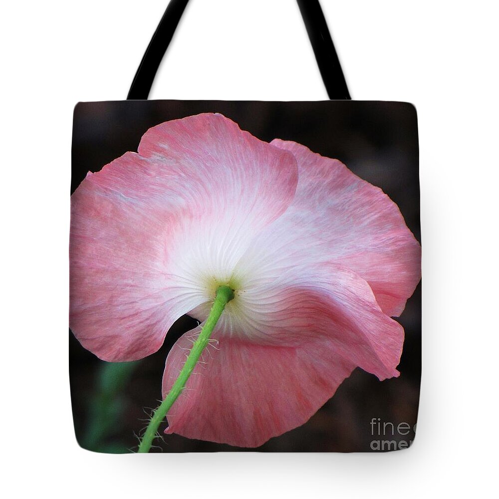 Shirley Poppy Tote Bag featuring the photograph Pink and White Shirley Poppy by Michele Penner