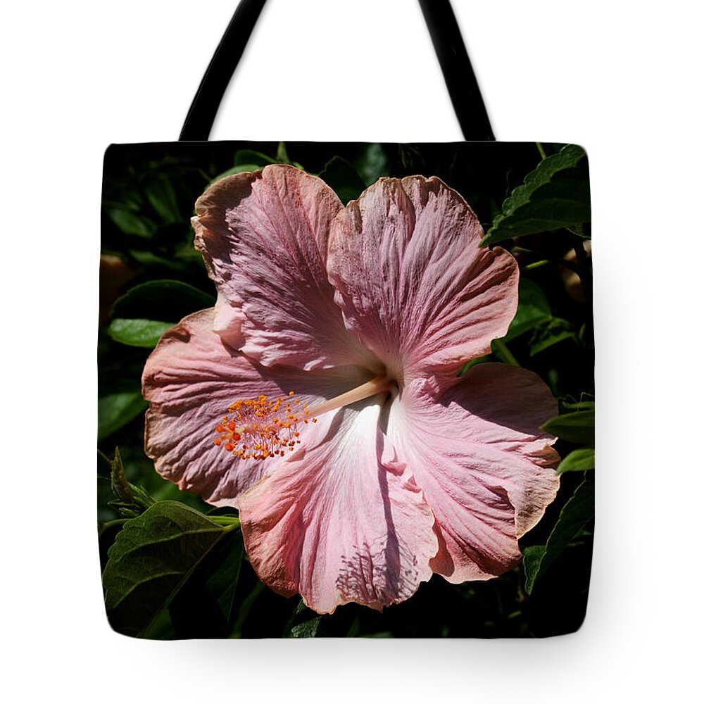 Hibiscus Tote Bag featuring the photograph Pink Hibiscus by Karen Harrison Brown