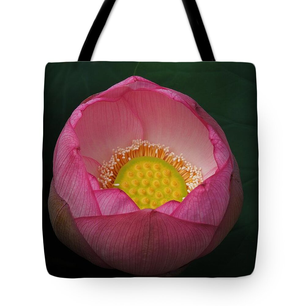 Lotus Flower Tote Bag featuring the photograph Pink Punch Bowl by Chad and Stacey Hall
