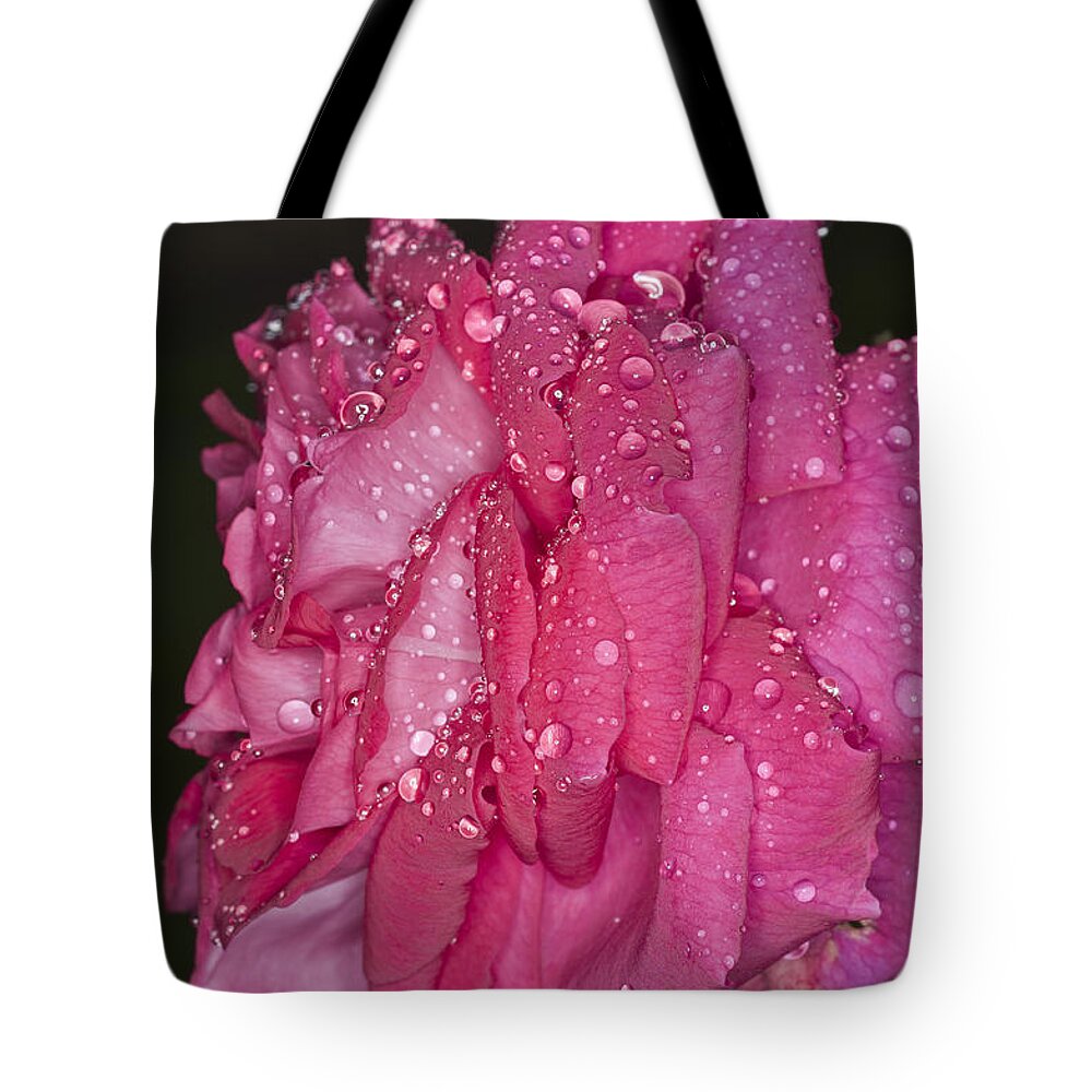 Pink Rose Tote Bag featuring the photograph Pink Rose Wendy Cussons by Steve Purnell