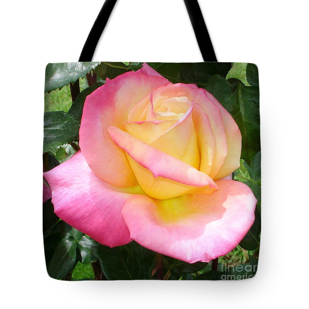 Rose Tote Bag featuring the photograph Pink Yellow Beauty by Tatyana Searcy
