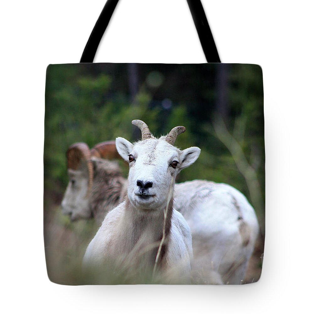 Ram Tote Bag featuring the photograph Playful Ram by Alyce Taylor