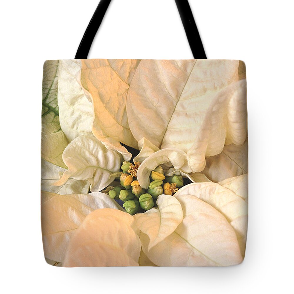 Poinsettia Tote Bag featuring the photograph Poinsettia by Bill Morgenstern
