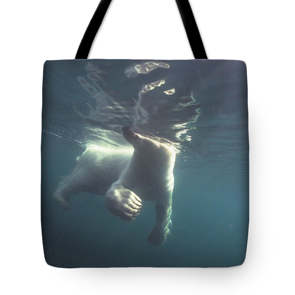 00125874 Tote Bag featuring the photograph Polar Bear Swimming Wager Bay Canada by Flip Nicklin