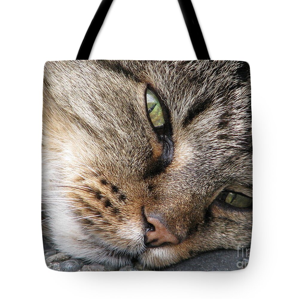 Cat Tote Bag featuring the photograph Pondering by Rory Siegel