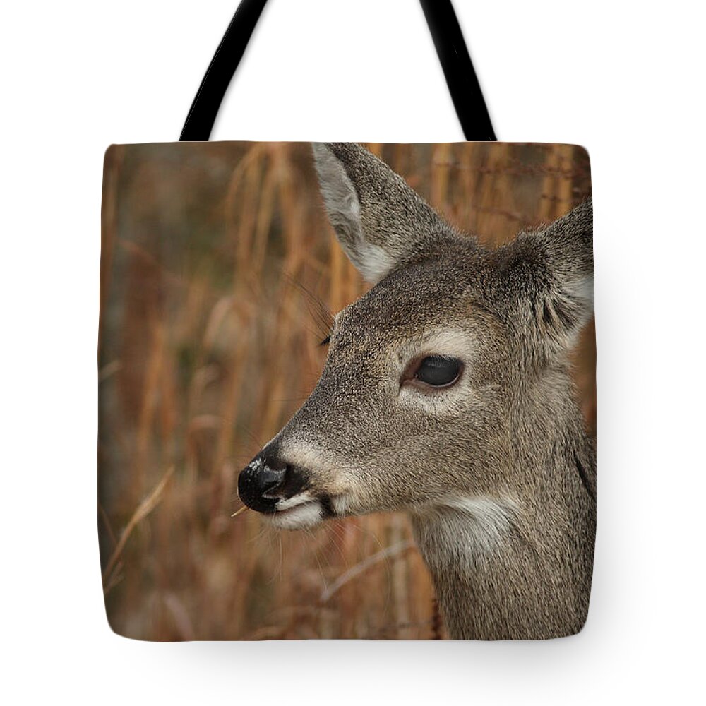 Odocoileus Virginanus Tote Bag featuring the photograph Portrait Of Browsing Deer by Daniel Reed
