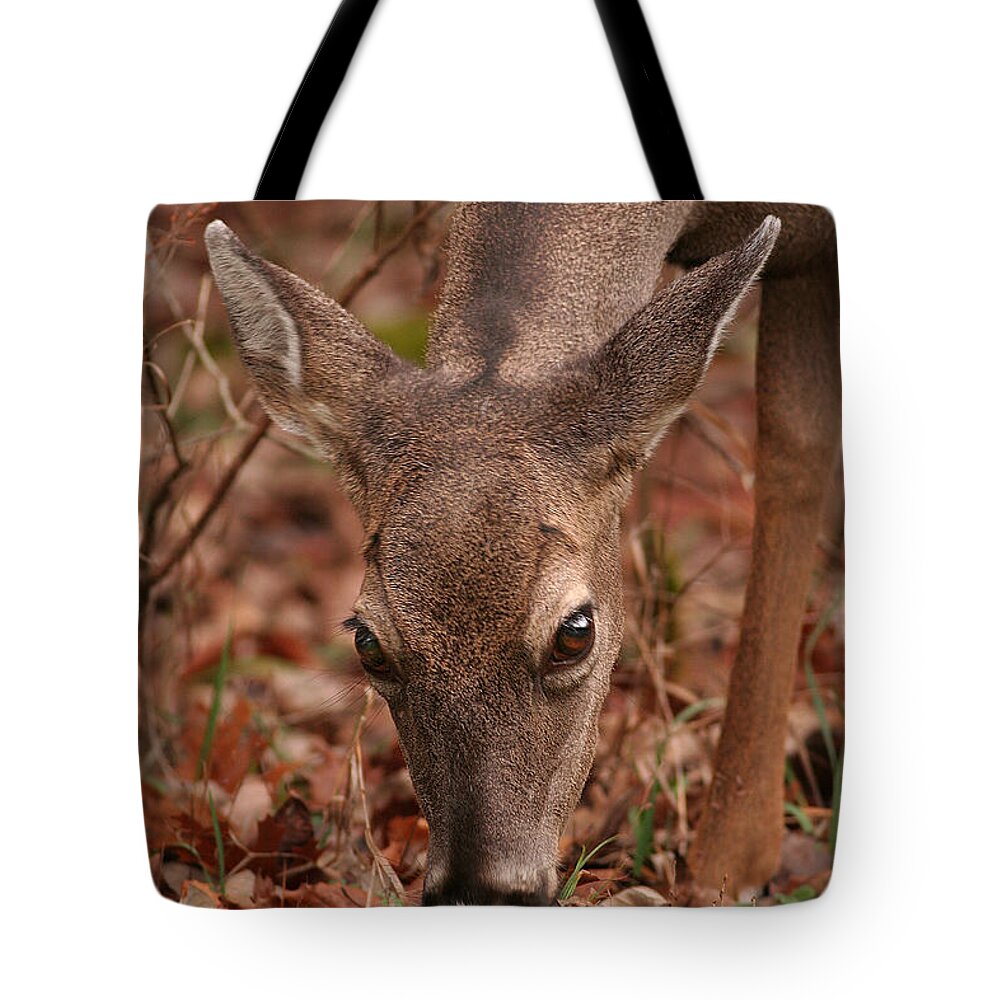 Odocoileus Virginanus Tote Bag featuring the photograph Portrait Of Browsing Deer Two by Daniel Reed