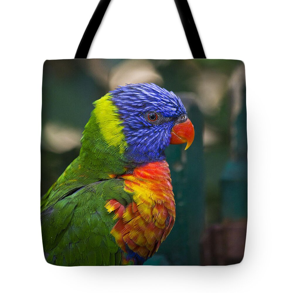 Clare Bambers Tote Bag featuring the photograph Posing Rainbow Lorikeet. by Clare Bambers