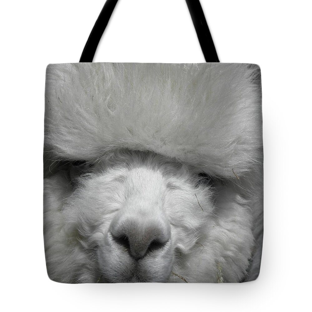Alpaca Tote Bag featuring the photograph Powder Puff Peruvian by Kim Galluzzo Wozniak