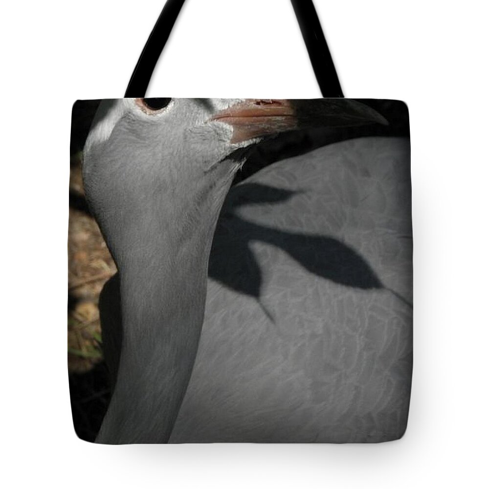 Bird Tote Bag featuring the photograph psst I see you by Kim Galluzzo Wozniak