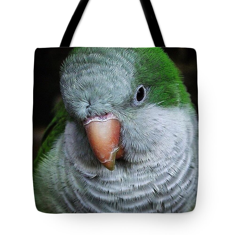 Love Tote Bag featuring the photograph Purdy Burdy! by Silva Halo