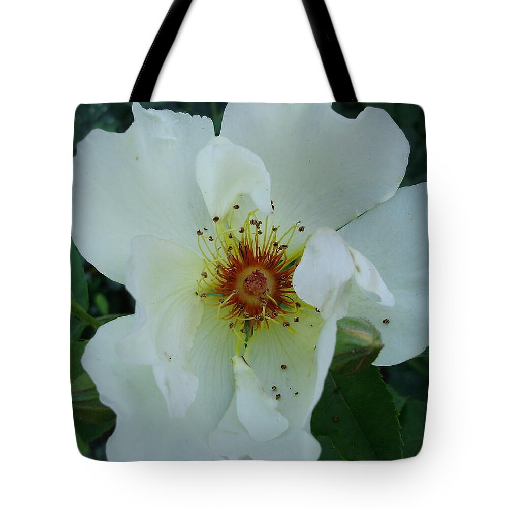 Roses Tote Bag featuring the photograph Pure and Innocent by Anjel B Hartwell