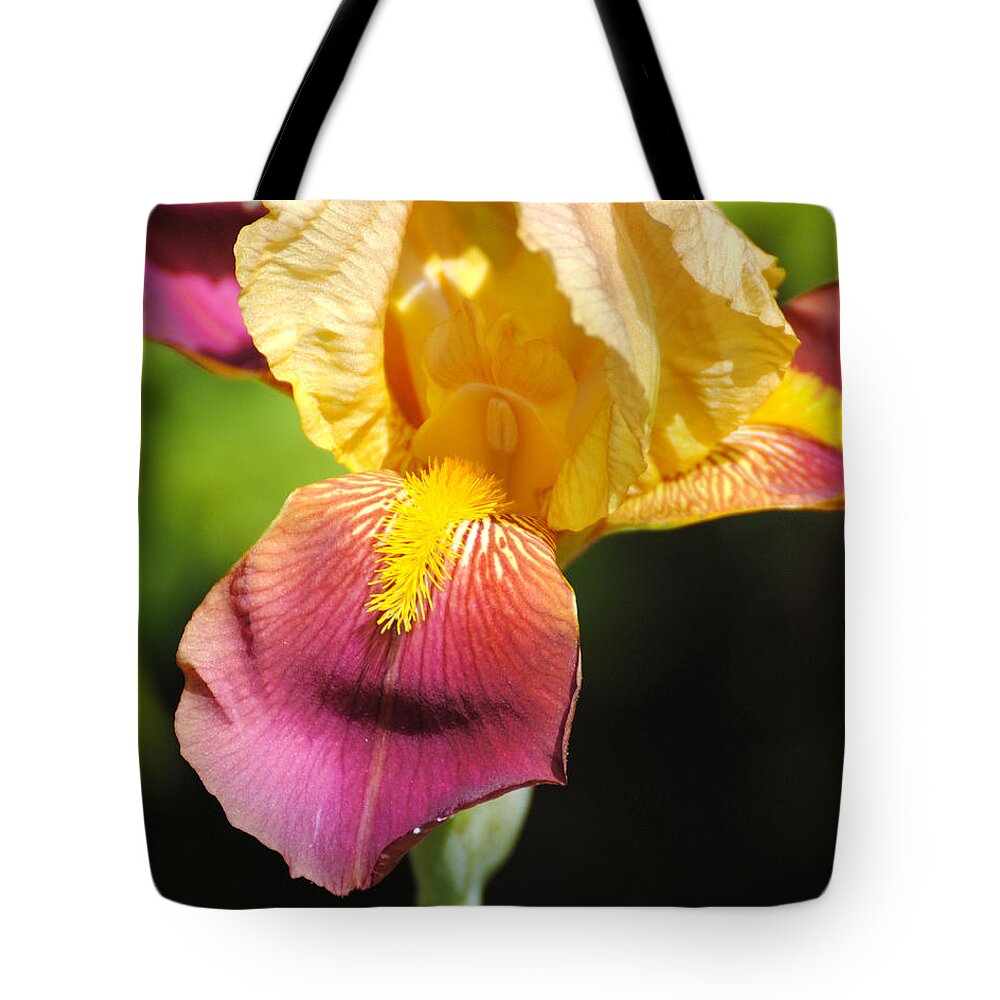 Beautiful Tote Bag featuring the photograph Purple and Yellow Iris III by Jai Johnson