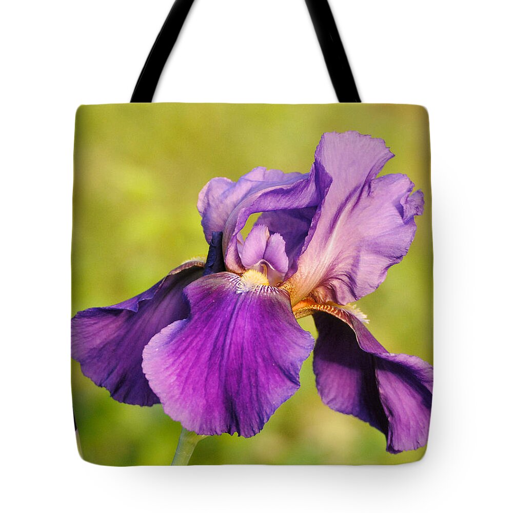 Beautiful Iris Tote Bag featuring the photograph Purple and Yellow Iris by Jai Johnson