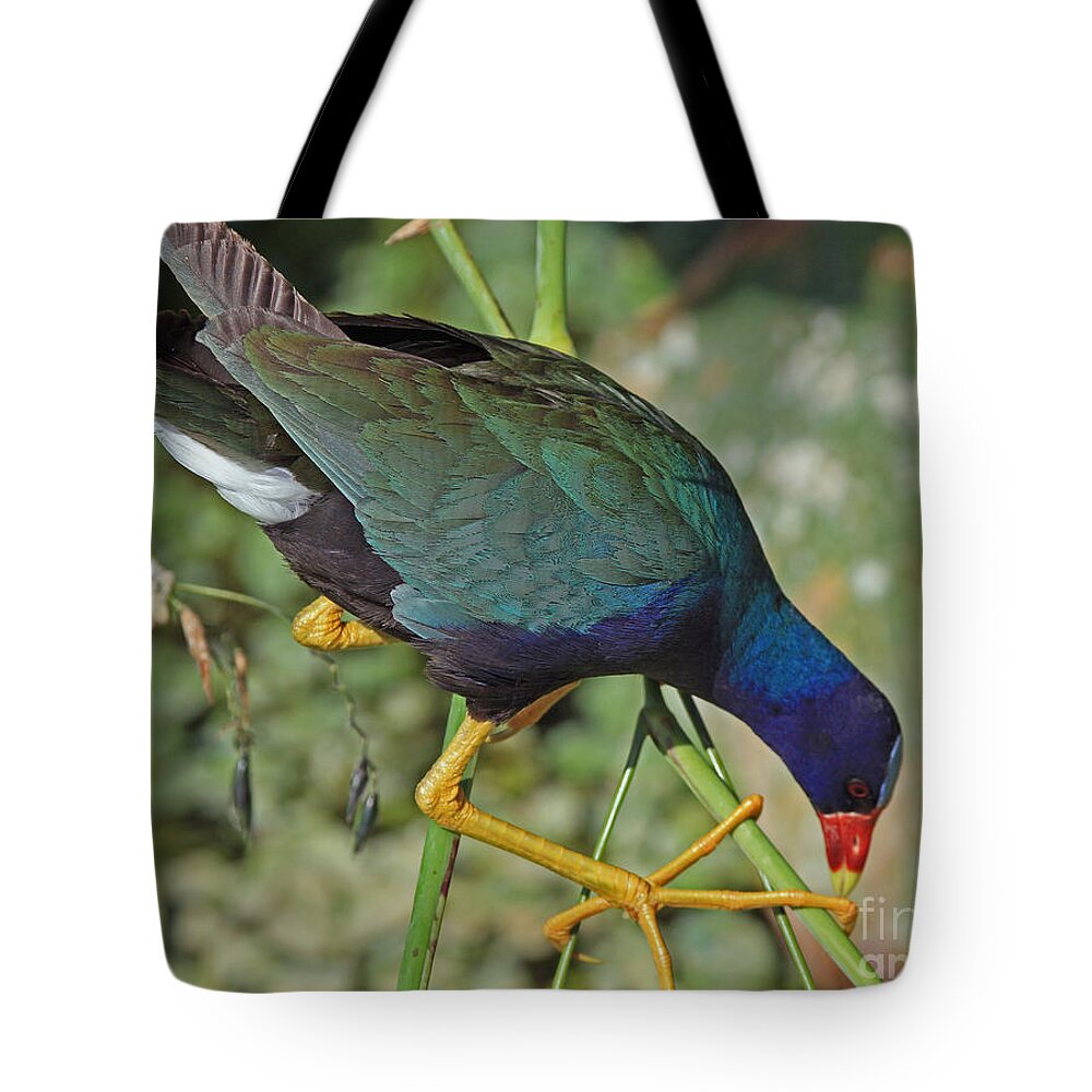 Purple Gallinule Tote Bag featuring the photograph Purple Gallinule by Larry Nieland