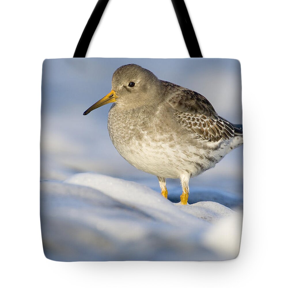 Fn Tote Bag featuring the photograph Purple Sandpiper Calidris Maritima by Do Van Dijck