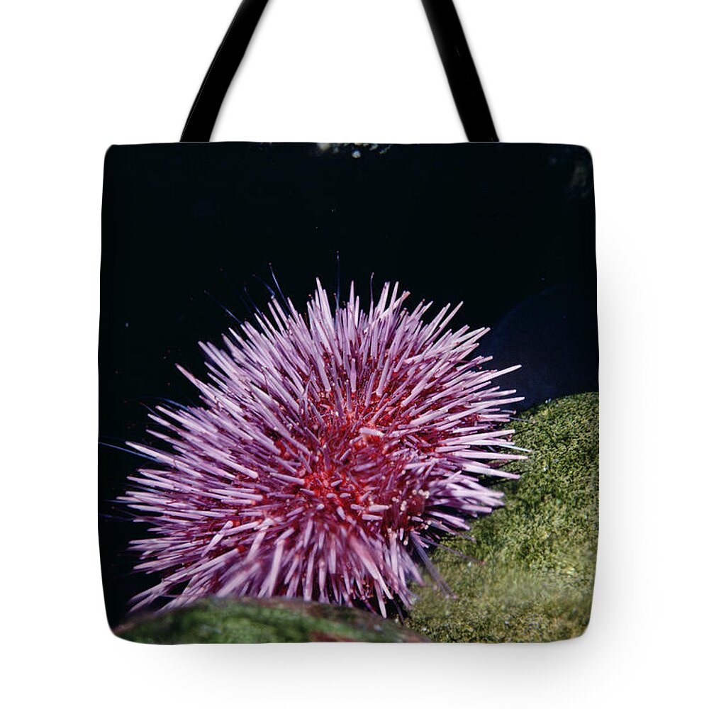 00094981 Tote Bag featuring the photograph Purple Sea Urchin Feeding California by Flip Nicklin