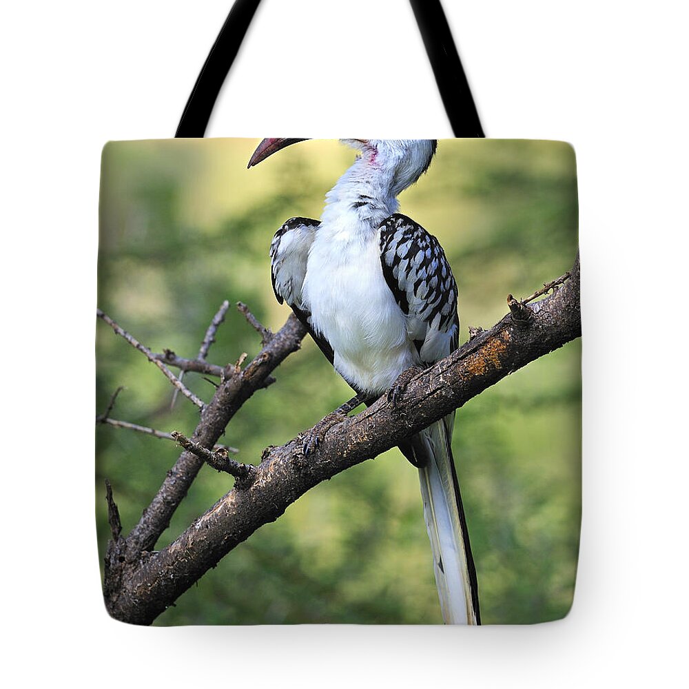 Red-billed Hornbill Tote Bag featuring the photograph Red-billed Hornbill by Tony Beck