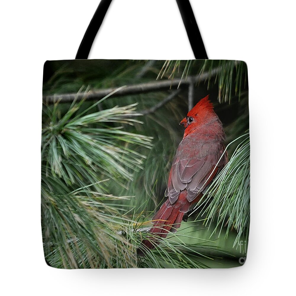 Nature Tote Bag featuring the photograph Red Cardinal in Green Pine by Nava Thompson