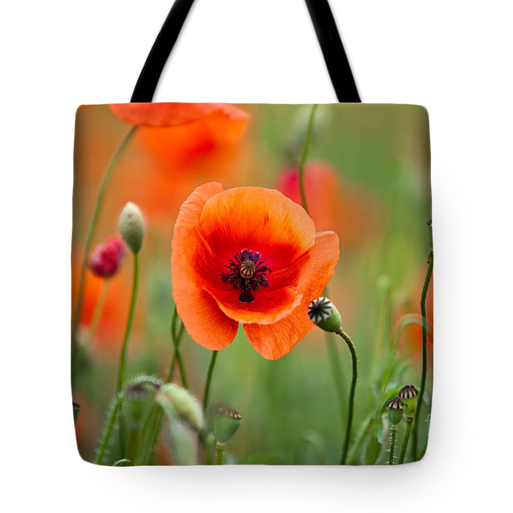 Poppy Tote Bag featuring the photograph Red Corn Poppy Flowers 07 by Nailia Schwarz