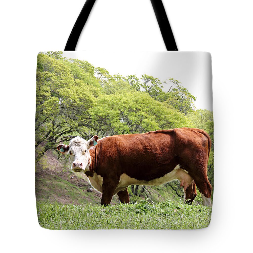 Cow Tote Bag featuring the photograph Red Cow by Masha Batkova
