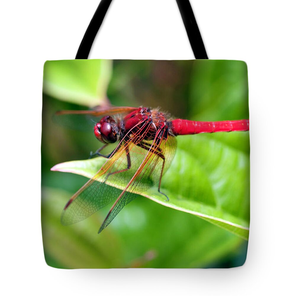 washington State Tote Bag featuring the photograph Red Dragonfly by Dan McManus