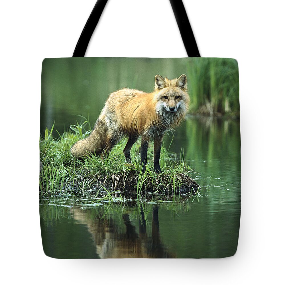 00197753 Tote Bag featuring the photograph Red Fox Reflected in Lake by Konrad Wothe