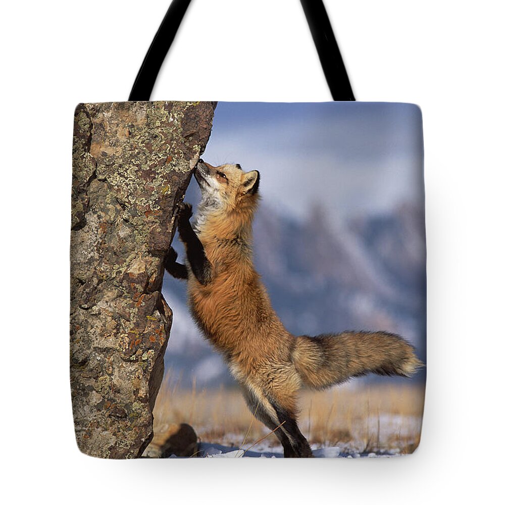 Mp Tote Bag featuring the photograph Red Fox Vulpes Vulpes Smelling Rock by Konrad Wothe