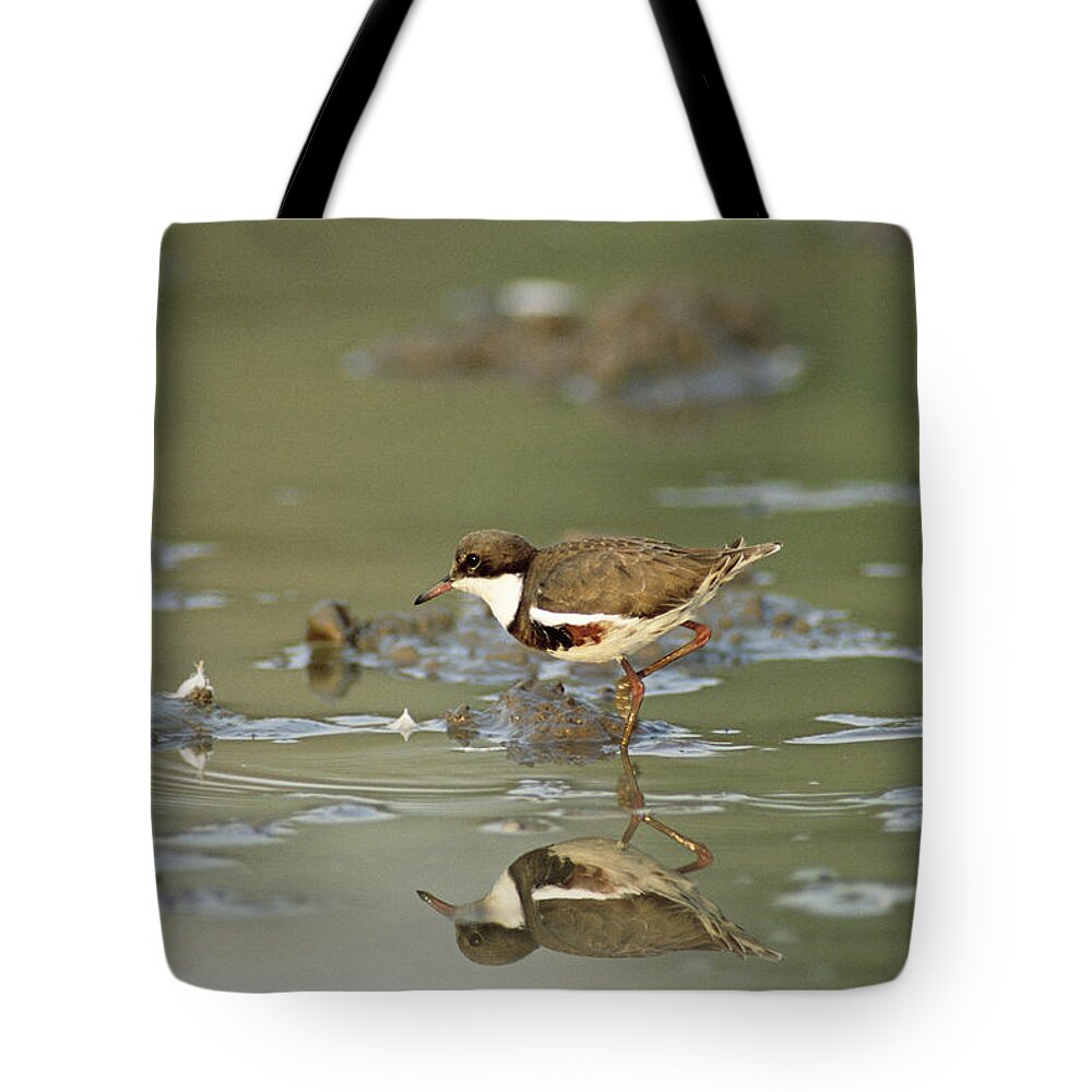 Npl Tote Bag featuring the photograph Red-kneed Dotterel Charadrius Cinctus by Roger Powell