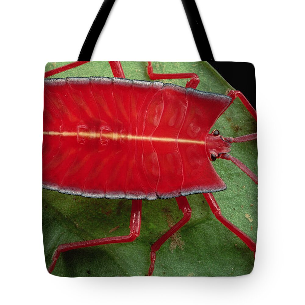 00750412 Tote Bag featuring the photograph Red Stink Bug Brunei by Mark Moffett