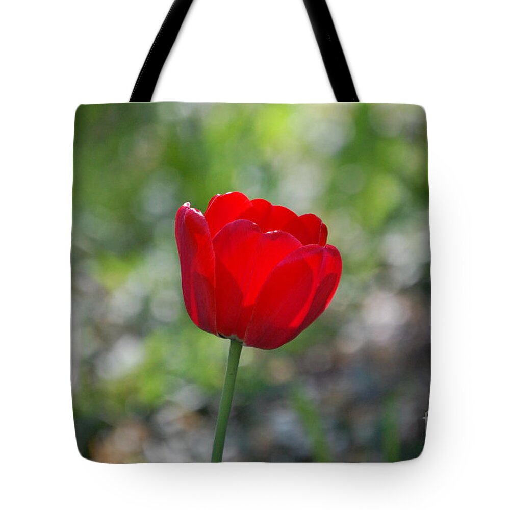 Red Tulip Tote Bag featuring the photograph Only but a Single Tulip by Susan Stevens Crosby
