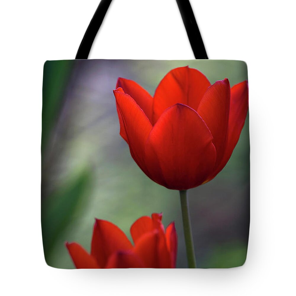 Red Tote Bag featuring the photograph Red tulips by Raffaella Lunelli
