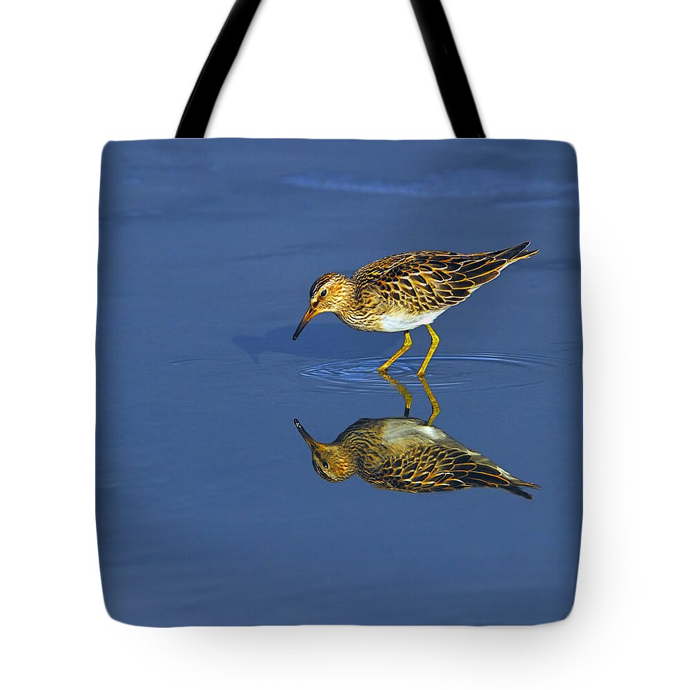 Pectoral Sandpiper Tote Bag featuring the photograph Reflecting Pectoral Sandpiper by Tony Beck