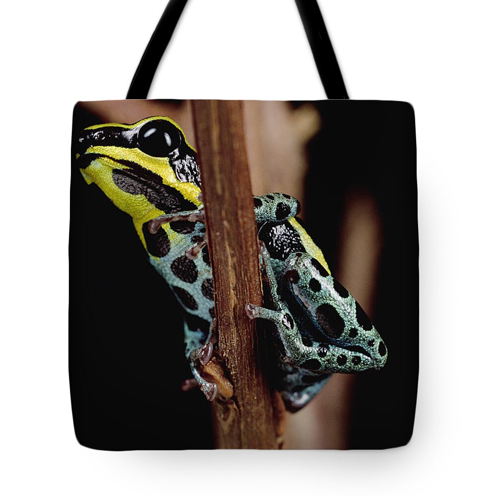 Mp Tote Bag featuring the photograph Rio Madeira Poison Frog Dendrobates by Mark Moffett