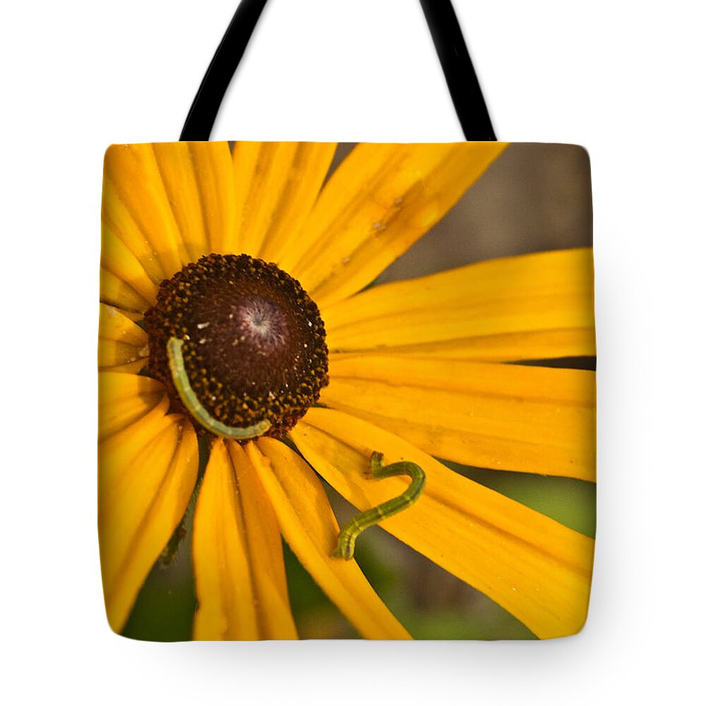 Daisy Tote Bag featuring the photograph Roadside Daisy and Inch Worms by Douglas Barnett