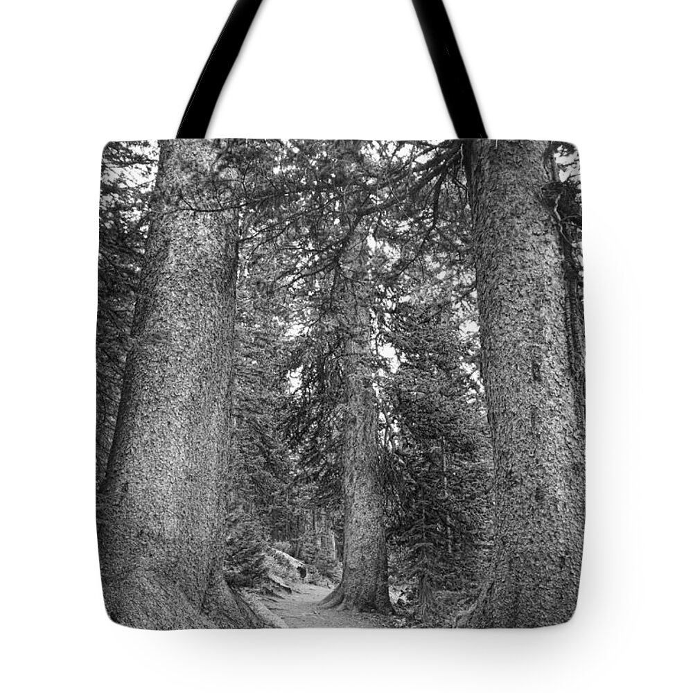 Colorado Tote Bag featuring the photograph Rocky Mountain Forest Walk BW by James BO Insogna