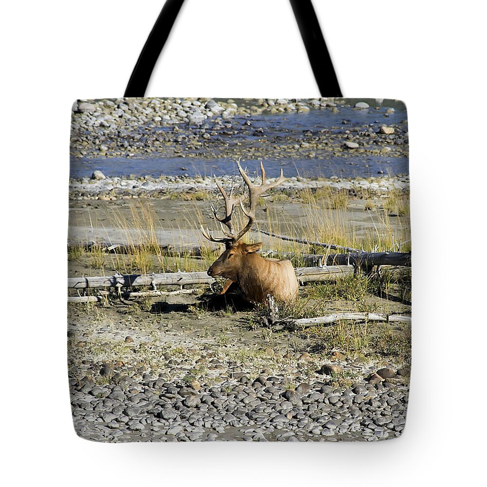 Animal Tote Bag featuring the photograph Rocky Mountains Elk by Teresa Zieba