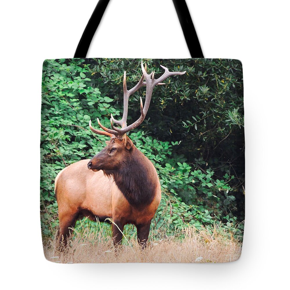 Elk Tote Bag featuring the photograph Roosevelt Bull Elk by L J Oakes