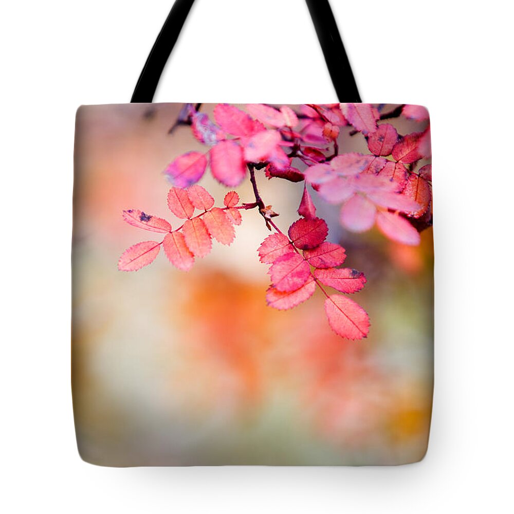 Autumn Tote Bag featuring the photograph Rose in autumn by Kati Finell
