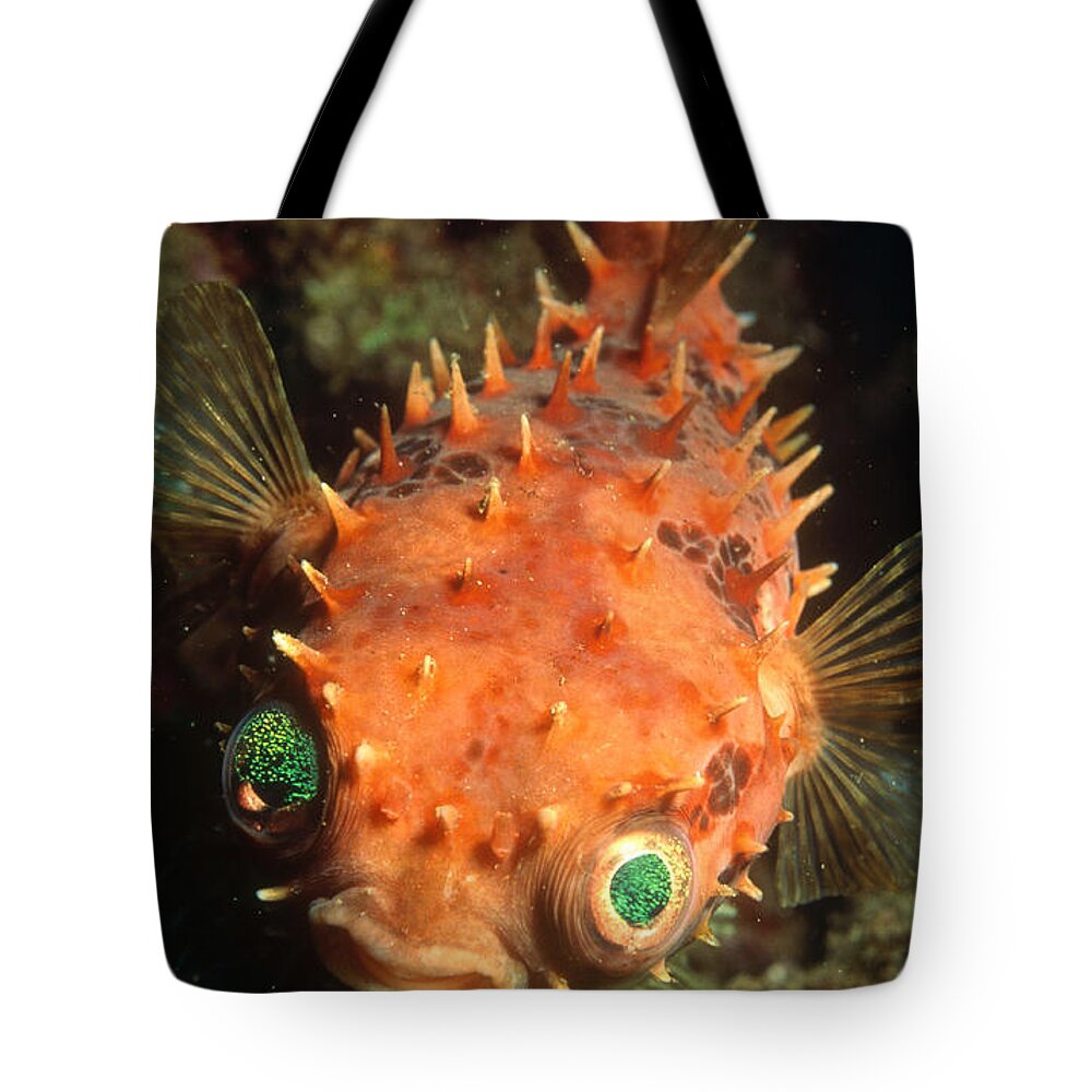 Rounded Porcupine Fish Tote Bag featuring the photograph Rounded Porcupine Fish by Nature Source