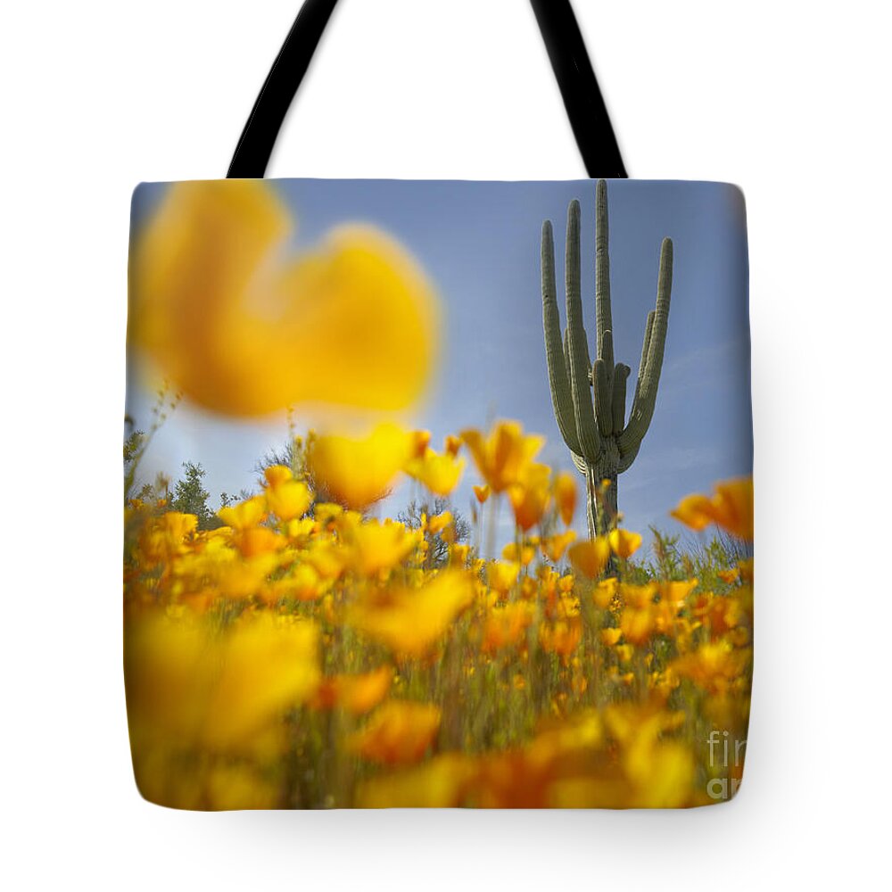 00443062 Tote Bag featuring the photograph Saguaro Cactus And California Poppies by Tim Fitzharris