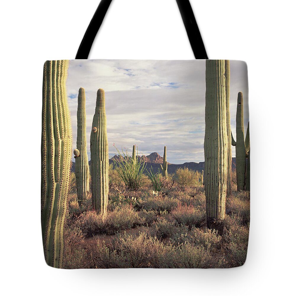 Mp Tote Bag featuring the photograph Saguaro Carnegiea Gigantea And Safford by Tim Fitzharris