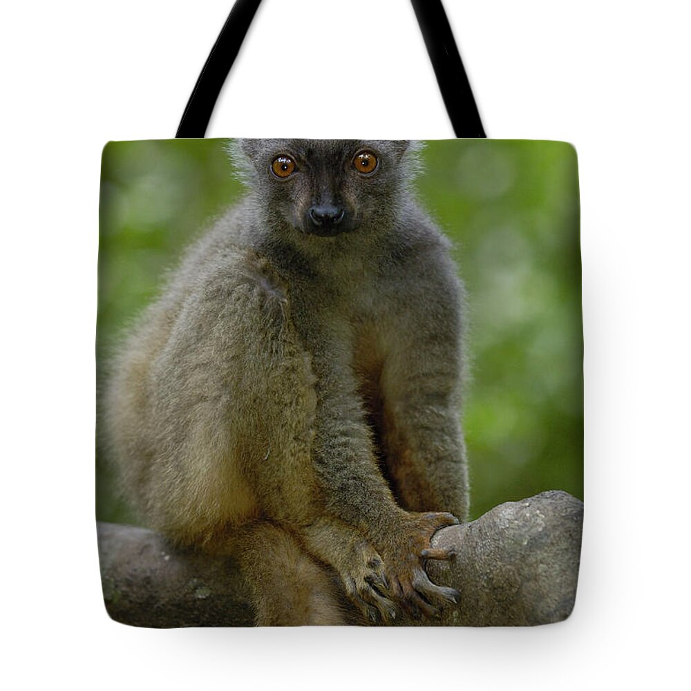 Mp Tote Bag featuring the photograph Sanfords Brown Lemur Eulemur Fulvus by Pete Oxford