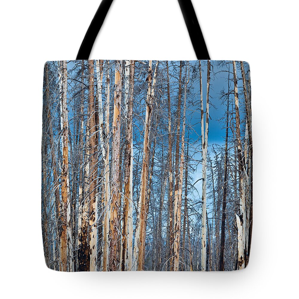 Pine Tote Bag featuring the photograph Scarred Pines Yellowstone by Steve Gadomski