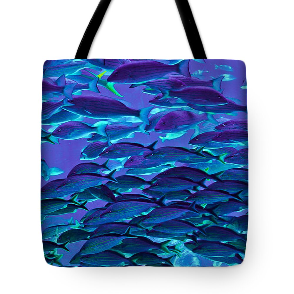 Fish Tote Bag featuring the photograph School Daze by DigiArt Diaries by Vicky B Fuller